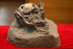 A copy of the remains of a young boy found in a volcanic cave. (Source: VNA)