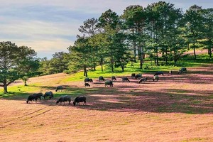 2nd Da Lat Pink Grass Festival to open on November 24