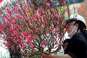 Local airlines carry apricot, peach blossoms for Tet holidays from January 15