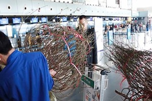 Local airlines start carrying apricot, peach blossoms for Tet holidays next week