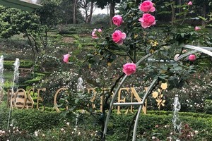 Paragon Resort Bavi recognized for largest rose garden