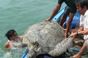 A turtle is released into the sea (Photo: VNA)