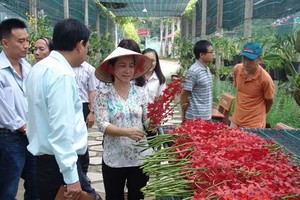 Director of the Huyen Thoai Orchid Cooperative, Dang Le Thi Thanh Huyen, presents orchids from her garden at Huyen Thoai Orchid Cooperative in An Nhon Tay commune in HCM City’s Cu Chi district (Photo: VNA)