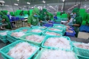 A production line of tra fish (pangasius) for export in Dong Thap province (Photo: VNA)