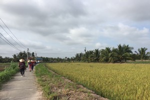 Vast rice paddies on Con Chim islet  (Photo: KK)