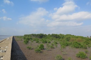 A mangrove forest in the southernmost province of Ca Mau (Photo: AFD)
