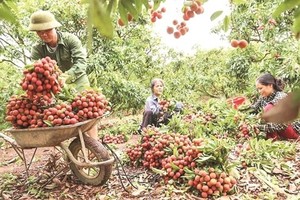 Bac Giang province has an estimated output of over 160,000 tonnes of lychees this year.  (Photo: thoibaonganhang.vn)