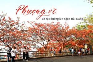 Red flamboyant flowers brighten seaside mountain