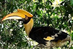 A great hornbill, a rare bird species, is released into the Bach Ma National Park in Thua Thien-Hue province on May 21. (Photo: VNA)
