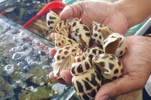 The restaurant owner said that sweet snails in his restaurant have diverse types, leading a higher price.