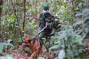 Border guards of Ha Tinh Province patrol along the border.