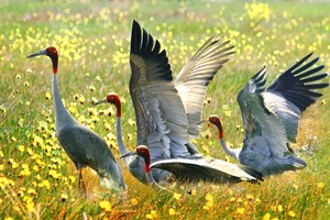 Red-headed crane is among the largest and heaviest cranes. (Photo: SGGP)