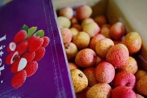 Lychee exports to Australia in 2020 still rose 188 percent compared to 2019 (Photo: VNA)