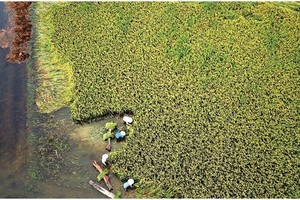 Central region’s farmers flock to fields to save rice after storm