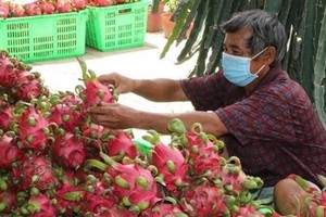 Dragon fruit is among fresh Vietnamese fruits that are allowed to enter the US market. (Photo: VNA)