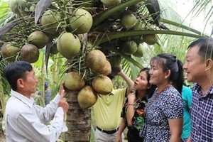 Illustrative image (Photo: VNA)