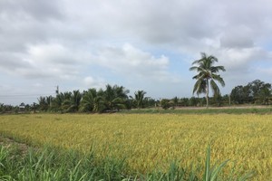 Rice fields in the Mekong Delta region (Photo: KK)