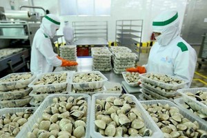 Processing clams for export - Illustrative image (Photo: VNA)