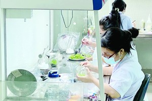 Young engineers are working at the Biotechnology Center of HCMC. (Photo: SGGP)