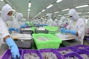 Processing shrimp for export. (Photo: VNA)