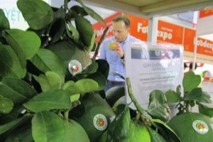 Pomelo is expected to be the seventh fruit of Vietnam exported to the US market in the future. (Photo: nld.com.vn)