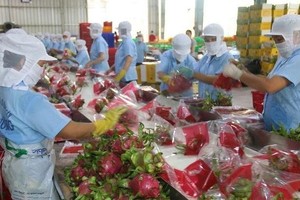 Packaging dragon fruit for export in Tien Giang province. (Photo: VNA)