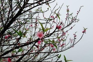 Illustrative image (Photo: SGGP)