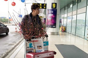 Local airlines carry apricot, peach blossoms for Tet from December 26.