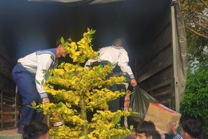 Naval soldiers bring a yellow apricot tree to the port for the upcoming visit to officers and soldiers on duty at offshore platforms. (Photo: SGGP)