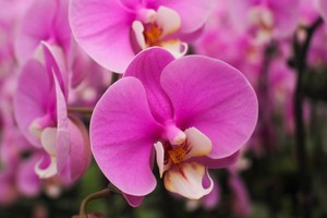 Phalaenopsis orchid reaches full bloom in Quang Tri
