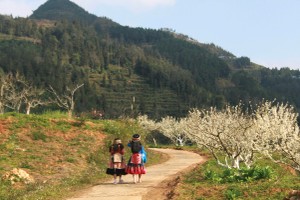 Bac Ha plateau immersed in sea of plum blossoms