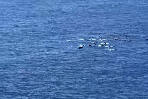 Group of over 20 dolphins spotted off Phu Yen coast 