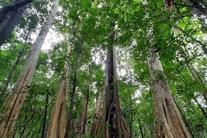 Vietnam has a lot of potentials to develop carbon trade exchange because forest covers three-quarters of its area. (Photo chinhphu.vn)