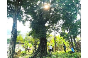 The 700-year-old Gold Apple tree (or yellow Diospyros decandra Lour ) in Kim Son village in Kim Hoa Commune of the mountainous district of Huong Son in the northern central province of Ha Tinh has been recognized as a heritage tree. (Photo: SGGP)
