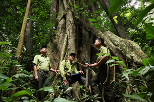 A hundred-year-old tree in Cuc Phuong National Park (Photo courtesy of Cuc Phuong National Park)