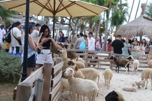 There are many pet coffee shops associated with music performances in the Ham Tien-Mui Ne tourist area in Phan Thiet City.