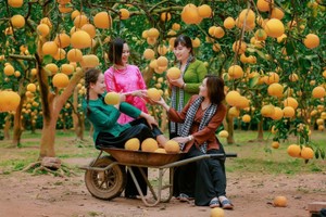 Dien pomelo hub becomes new photo check-in spot for young people. (Photo: SGGP)