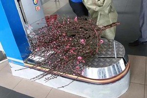 Passengers must wrap flowers into bundles with the size not exceeding 150x40x40 cm. (Photo: SGGP)