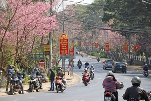 Cherry blossoms on Tran Hung Dao Street reach peak bloom. (Photo: SGGP)
