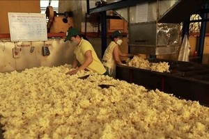 Rubber processing at a factory of Phu Rieng company. (Photo: VNA)