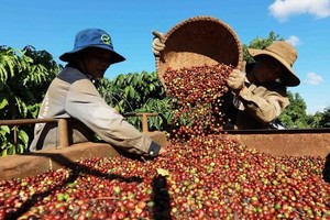 Harvesting coffee in Buon Ma Thuot city, Dak Lak province (Photo: VNA)