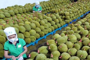 (Illustrative photo : SGGP)