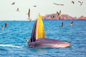 The rorqual opens its mouth widely and scoops in dense shoals of prey.