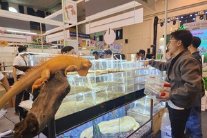 The HCMC Ornamental Plants and Creatures Week 2024 attracts 60 stalls displaying ornamental products. (Photo: SGGP)