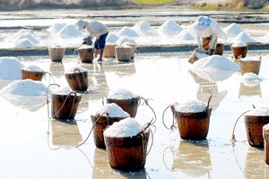 Salt production craft in Ly Nhon Commune of Can Gio District, HCMC (Photo: SGGP)