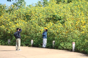 Visitors take pictures with wild sunflowers. (Photo: SGGP)