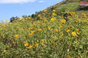2024 Wild Sunflower - Chu Dang Ya Volcano Week opens in Gia Lai