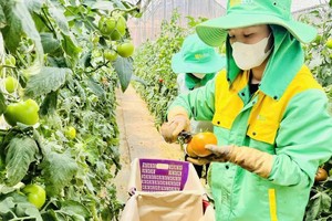 Harvesting tomatoes at the WinEco farm of WinCommerce, in Lac District, Lam Dong Province