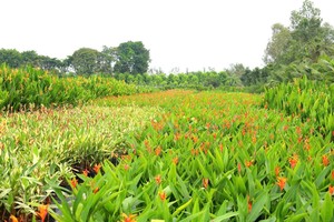 Mekong Delta’s flower villages ready for Tet