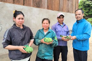 Chairman of the People's Committee of Dak Na Commune, Nguyen Thanh Thuy (R) offers Ngoc Linh ginseng seedlings to poor households. (Photo: SGGP)